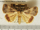 Plecoptera hypoxantha